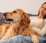 Cane anziano: come mantenerlo in salute più a lungo e quali controlli fare
